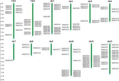 Genome expression analysis of basic helix-loop-helix transcription factors in Sea buckthorn (Hippophae rhamnoides L.)